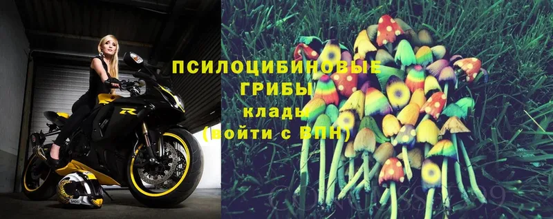 shop какой сайт  блэк спрут как зайти  Малаховка  Галлюциногенные грибы Psilocybe 